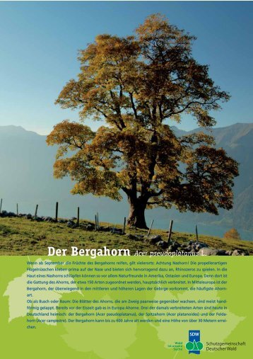 Der Bergahorn Acer pseudoplatanus L. - Schutzgemeinschaft ...