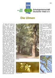 Die Ulmen - Schutzgemeinschaft Deutscher Wald
