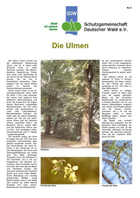 Die Ulmen - Schutzgemeinschaft Deutscher Wald