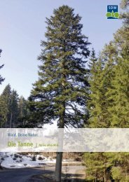 Tanne - Schutzgemeinschaft Deutscher Wald