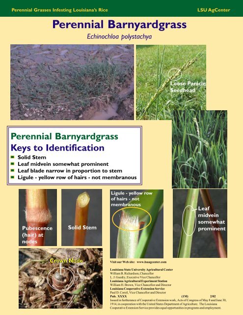 Perennial Grasses Infesting Louisiana's Rice Perennial Grasses ...