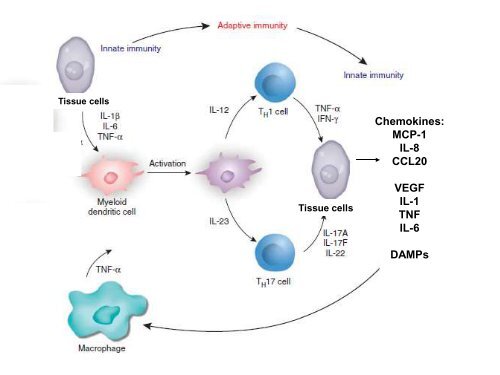 Emerging cytokines and cytokine signalling molecules as ...