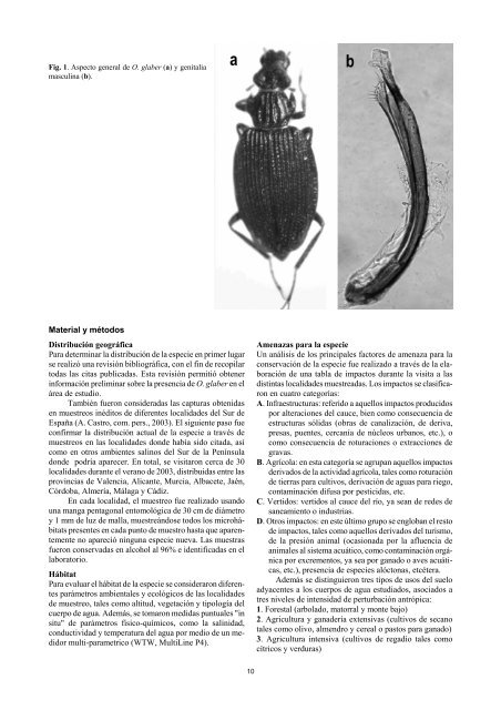 Ochthebius glaber (Coleoptera, Hydraenidae), un coleÃ³ptero ...