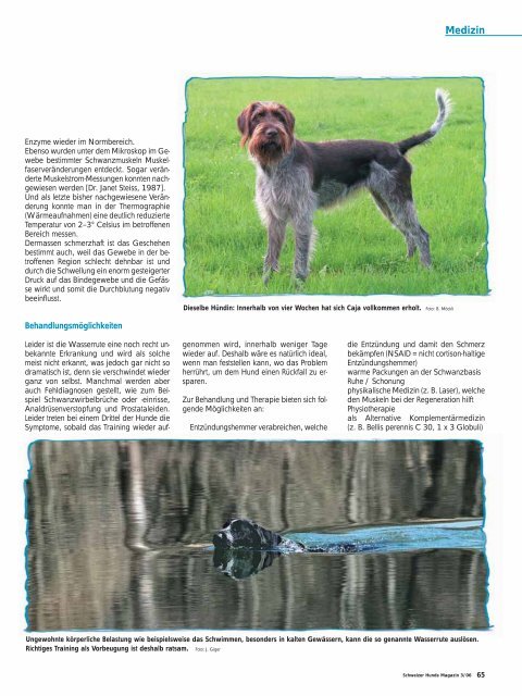 Die Wasserrute - Schweizer Hunde Magazin