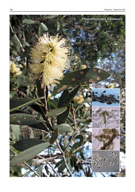 Phaeothecoidea melaleuca - Fungal Planet