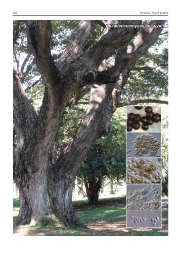 Phaeococcomyces eucalypti - Fungal Planet