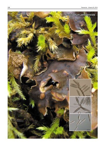 Fusicladium peltigericola - Fungal Planet