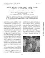 Cutaneous Hyalohyphomycosis Caused by Fusarium ... - Seaturtle.org