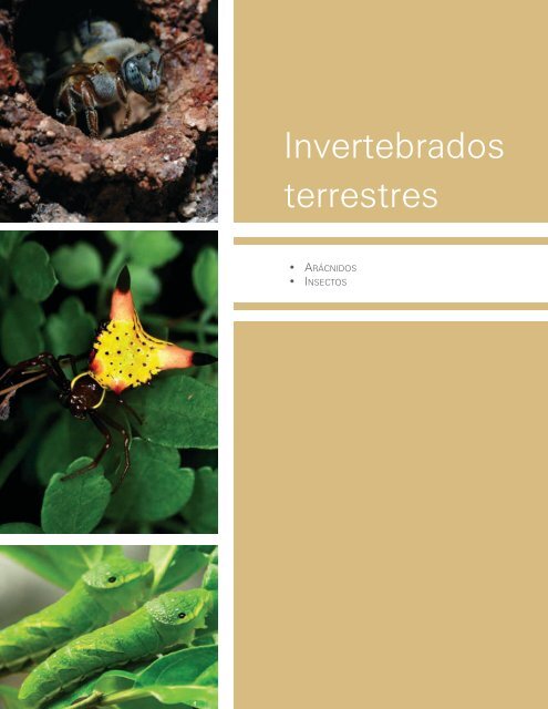 Invertebrados terrestres - Biodiversidad Mexicana