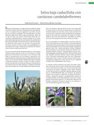 Selva baja caducifolia con cactáceas candelabriformes - CICY