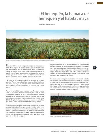El henequén, la hamaca de henequén y el hábitat maya - CICY