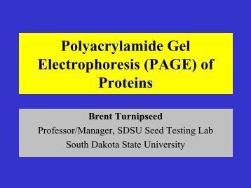 Polyacrylamide Gel Electrophoresis (PAGE) of Proteins