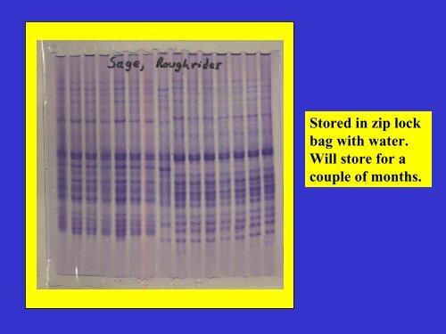 Polyacrylamide Gel Electrophoresis (PAGE) of Proteins