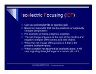 Isoelectric Focusing (IEF)