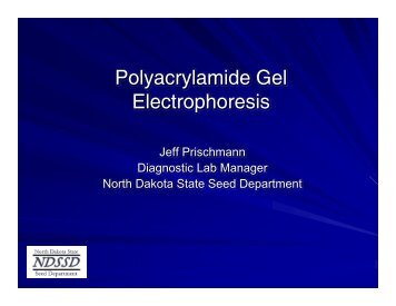 Polyacrylamide Gel Electrophoresis