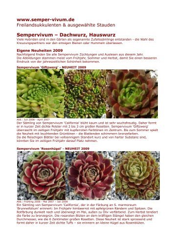 Sempervivum â Dachwurz, Hauswurz - Semper-vivum.de