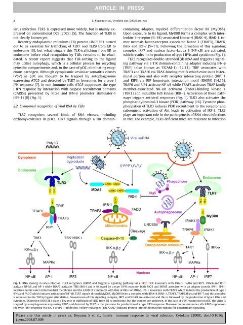 Innate immune response to viral infection Cytokine - sepeap