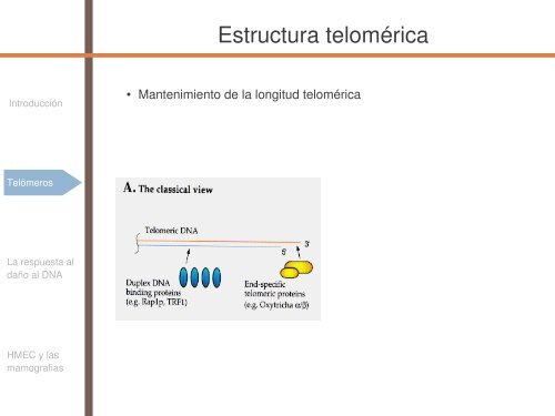 Radiosensibilidad y edad - SEPR