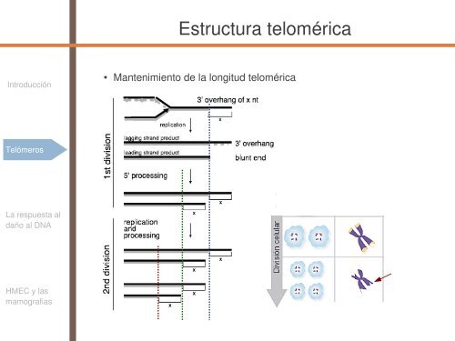 Radiosensibilidad y edad - SEPR