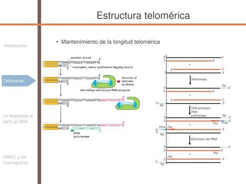 Radiosensibilidad y edad - SEPR