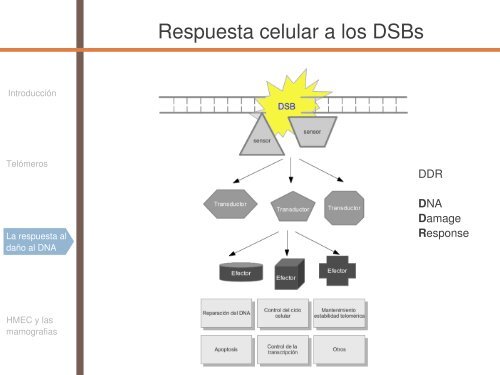 Radiosensibilidad y edad - SEPR