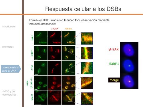 Radiosensibilidad y edad - SEPR