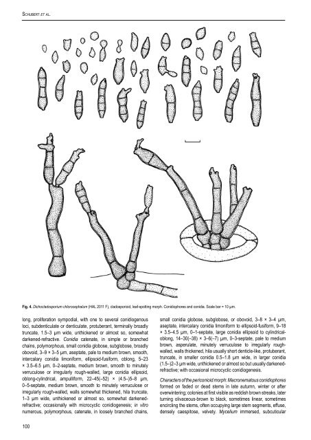 Cladosporium leaf-blotch and stem rot of Paeonia spp. caused ... - Cbs