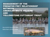 management of the predator prey relationship between american ...