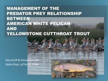 management of the predator prey relationship between american ...