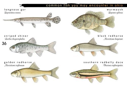 SPORT FISH OF OHIO identification