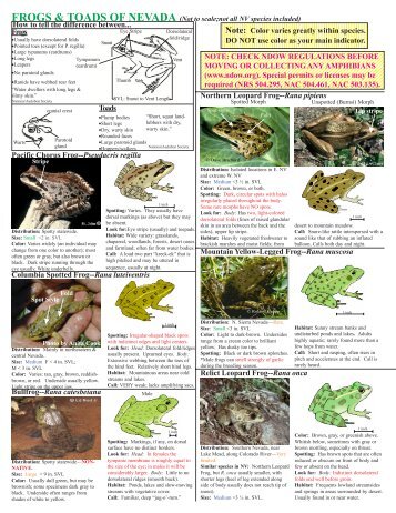 Download your guide to Nevada's Frogs and Toads PDF