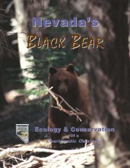 Nevada's Black Bears - Nevada Department of Wildlife