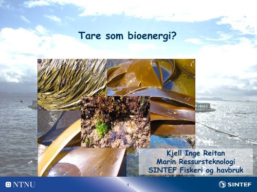 Tare som bioenergi? - SFFE