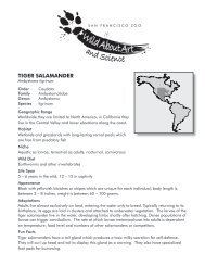 WAAS Grade 2: Tiger Salamander