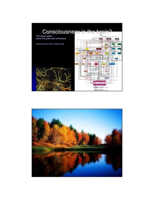 Consciousness in the Human Brain - Maastricht University