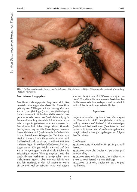 Cordulegaster bidentata, C. boltonii - Schutzgemeinschaft Libellen ...