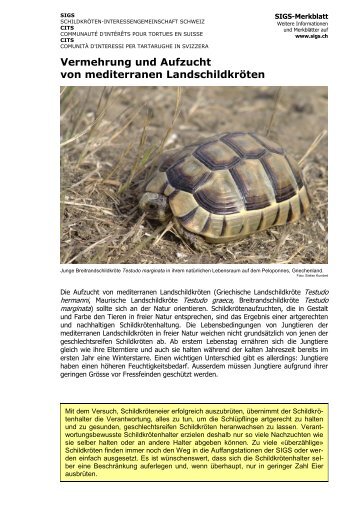 Vermehrung und Aufzucht von mediterranen Landschildkröten - SIGS