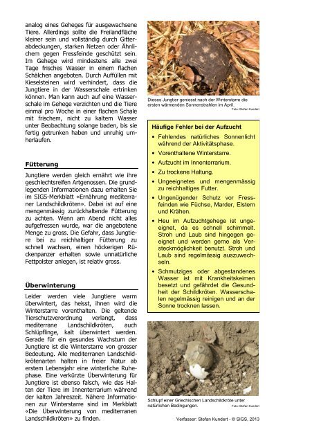 Vermehrung und Aufzucht von mediterranen Landschildkröten - SIGS
