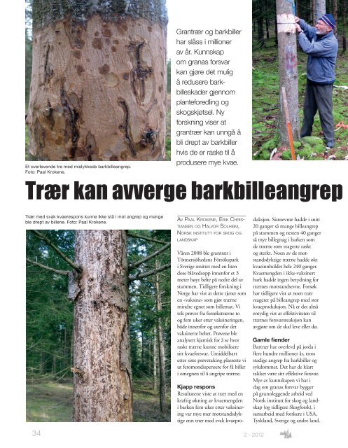 Trær kan avverge barkbille angrep ved å lage m - Skog og landskap
