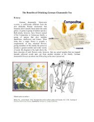 The Benefits of Drinking German Chamomile Tea Botany