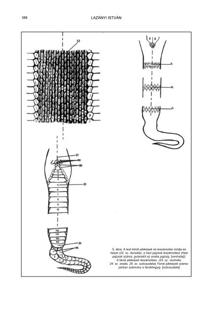 Lazanyi 2004.pdf - Rippl-RÃ³nai MÃºzeum