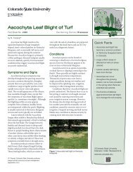 Ascochyta Leaf Blight of Turf - Colorado State University Extension