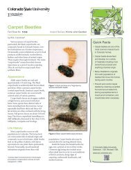 Carpet Beetles - Colorado State University Extension