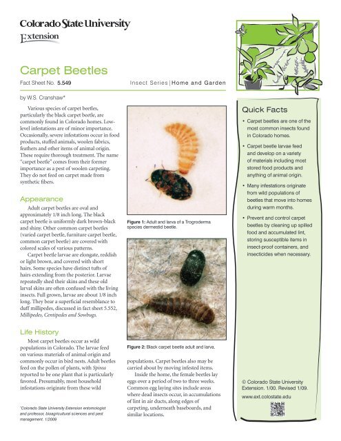 Carpet Beetles - Colorado State University Extension