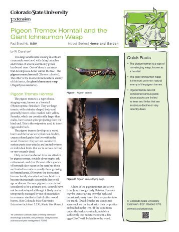 Pigeon Tremex Horntail and the Giant Ichneumon Wasp