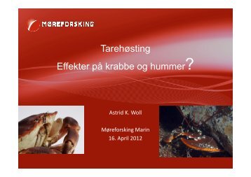 Astrid K Woll 2012 04 16 Effekt taretrÃ¥ling hummer krabbe_2