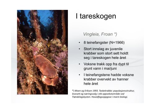 Astrid K Woll 2012 04 16 Effekt taretrÃ¥ling hummer krabbe_2