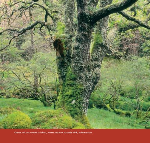 Lichens Lichens - Scottish Natural Heritage