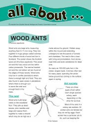 WOOD ANTS