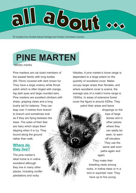 PINE MARTEN